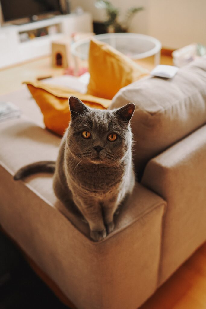 Beste Katze der Welt Sabrina Fiedler Fotografie Krefeld Düsseldorf